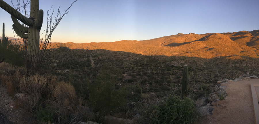 Saguaro National Park